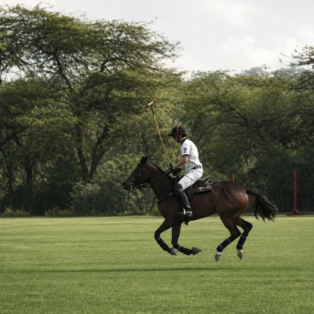 Polo match under the bright sun (1) 1